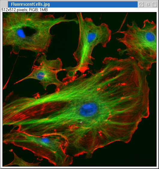 Fluorescent Cell